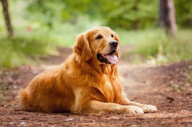 Golden Retriever: conheça mais sobre os pets dourados