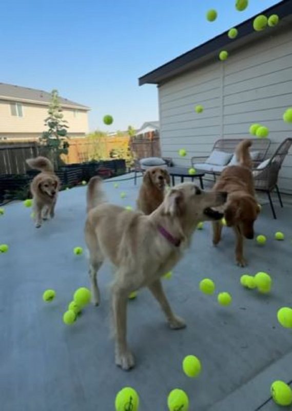 Golden Retrievers pulando sobre as 300 bolinhas em vídeo que está viralizando