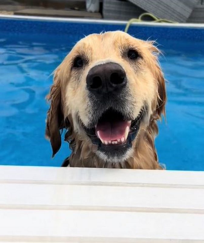 Cachorro da raça Golden Retriever viralizou ao se jogar em piscina dos vizinhos