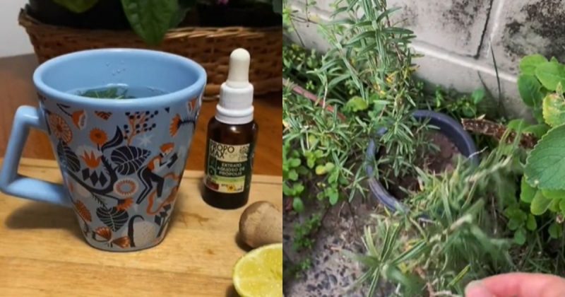 Junto com o própolis, chá promete dar "boom" na imunidade