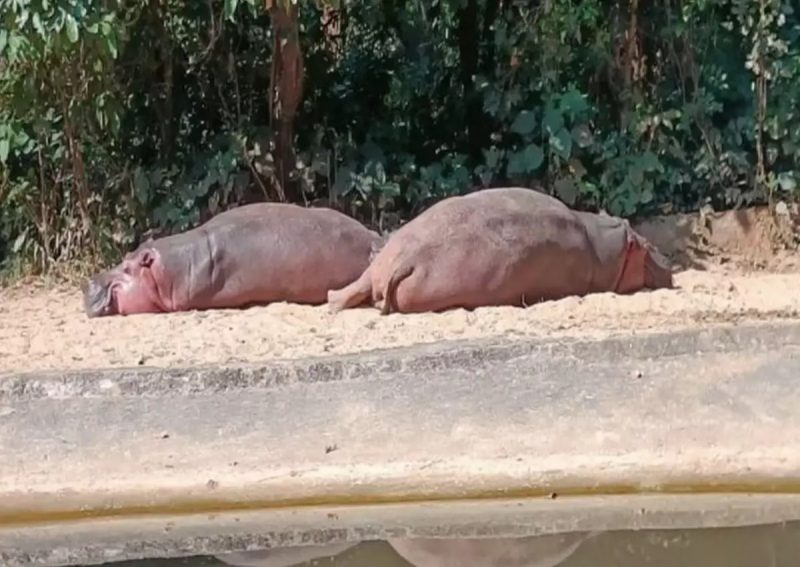 Hipopótamo tomando sol em parque onde o incidente acontecer 