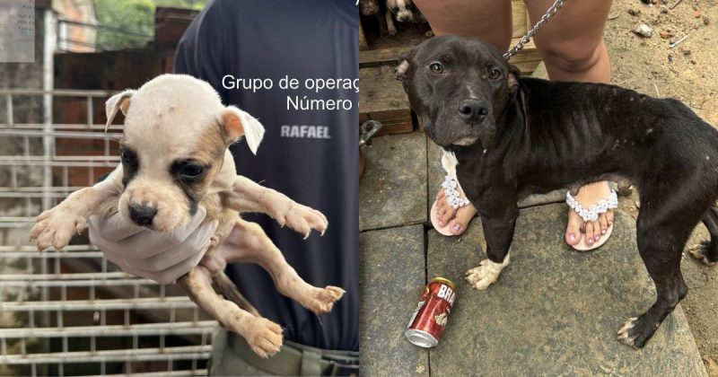 Dono de animais em situa&ccedil;&atilde;o de maus-tratos dever&aacute; responder pelo crime – Foto: GOR/ Divulga&ccedil;&atilde;o