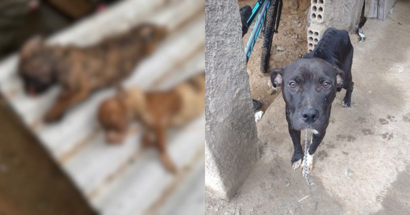 Animais em situação de maus-tratos são encontrados em Itapema