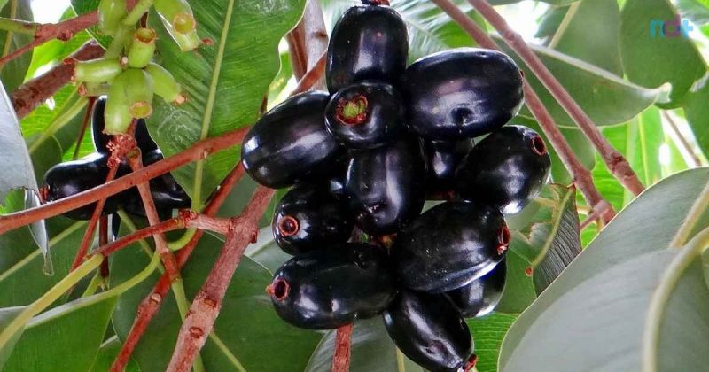 Imagem de jambolão com frutos in natura