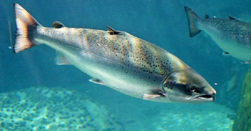 Peixe salmão nadando pelo oceano