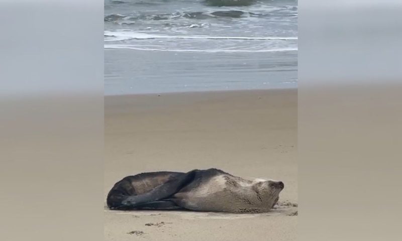 lobo-marinho em sc