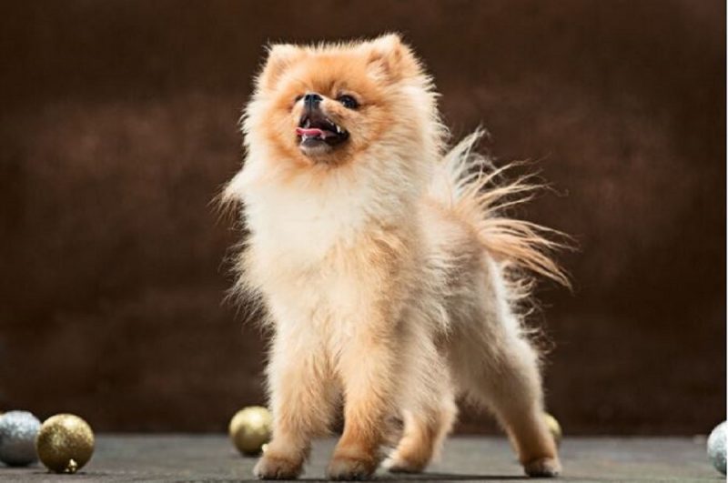 Raça Lulu da Pomerânia é muito comum no Brasil