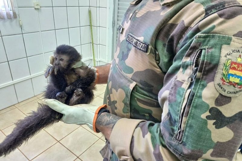 O macaco-prego foi localizado ferido pelos agentes 