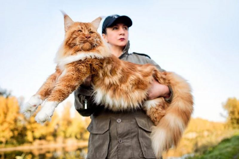 A imagem mostra uma das raças de gatos carinhosos, o Maine Coon.