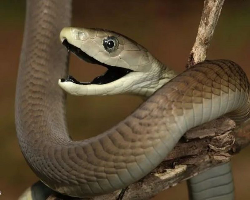 A Mamba Negra não tem este nome devido à cor do seu corpo, já que tem uma cor acinzentada (variável), mas ao interior preto da sua boca, que ela exibe em sinal de ameaça
