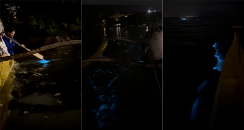 Oceanólogo filma ondas brilhando com bioluminescência em Florianópolis