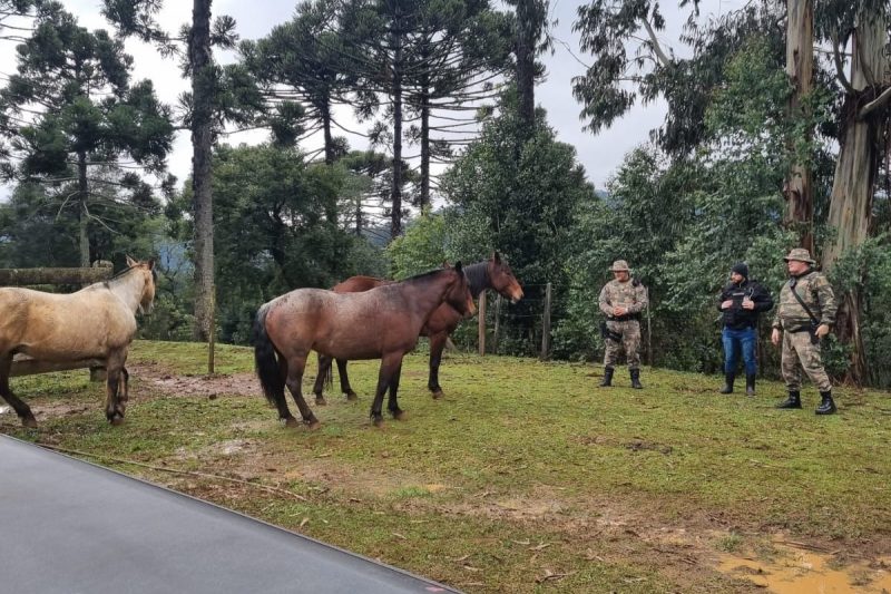 Polícia investigou uma criação de gado.