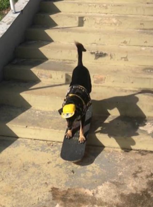Cachorra desceu escadas em cima de um skate
