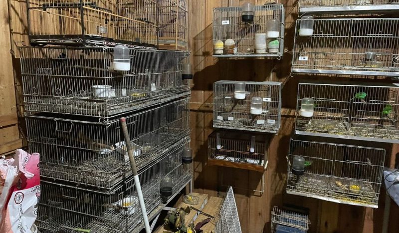 Gaiolas com aves e animais silvestres em depósito