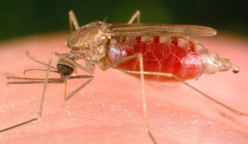 Autoridades alertam para o combate ao mosquito transmissor da Febre do Oropouche - Foto: Agência Fiocruz/Divulgação/ND