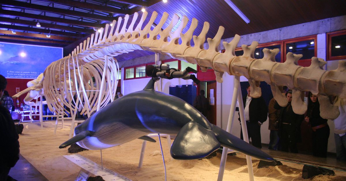 Museu de Zoologia conta com mais de 1,5 mil espécies para visitação  - Divulgação