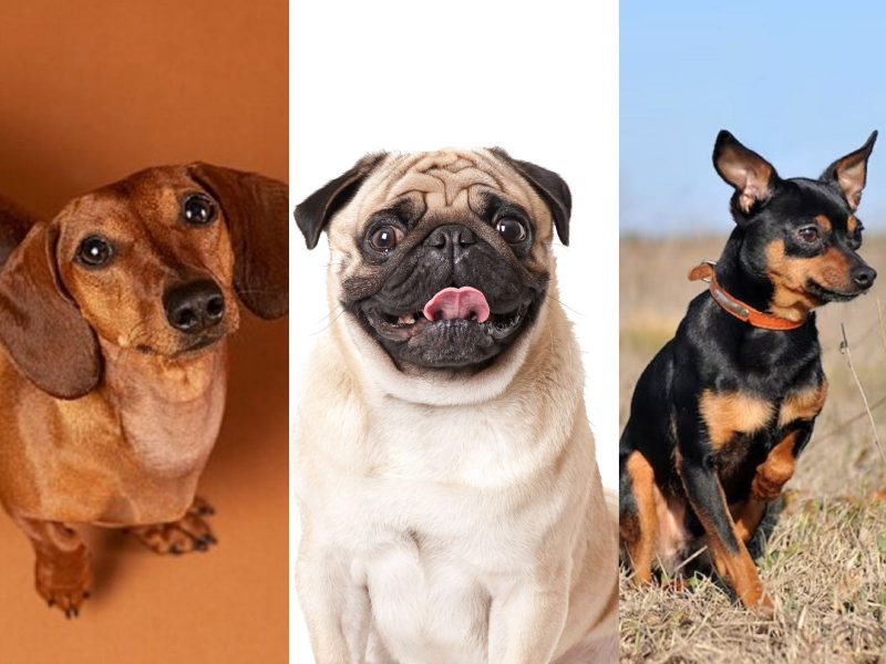 Cachorros pequenos e adoráveis das raças Dachshund, Pug e Pinscher