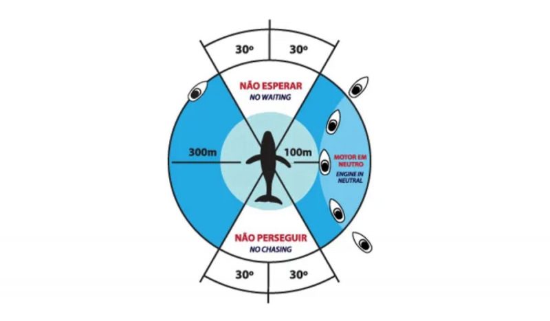 Normas de avistagem de baleias no Brasil proíbem a aproximação de embarcações com os cetáceos