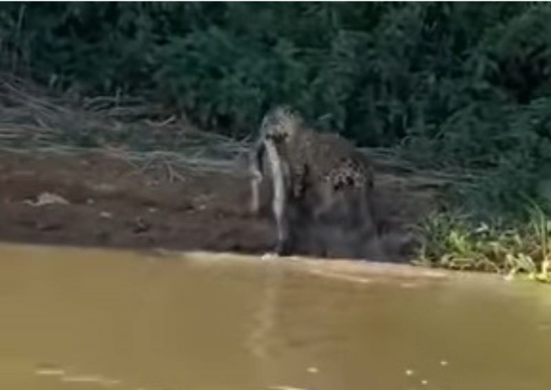 Onça simplesmente sai da água com uma sucuri