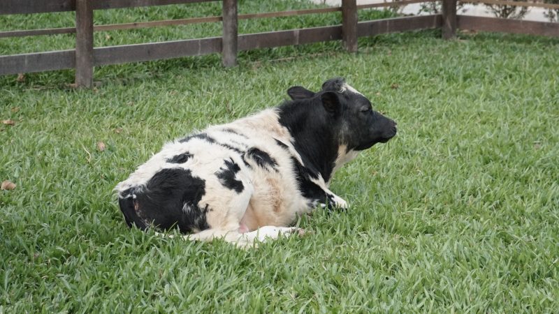 Foto de uma vaca branca, com manchas e cara preta. Ela está deitada em uma área de grama cercada por uma estrutura de madeira. O espaço faz parte da mini fazenda do Spitz Pomer, parque temático em Pomerode. 