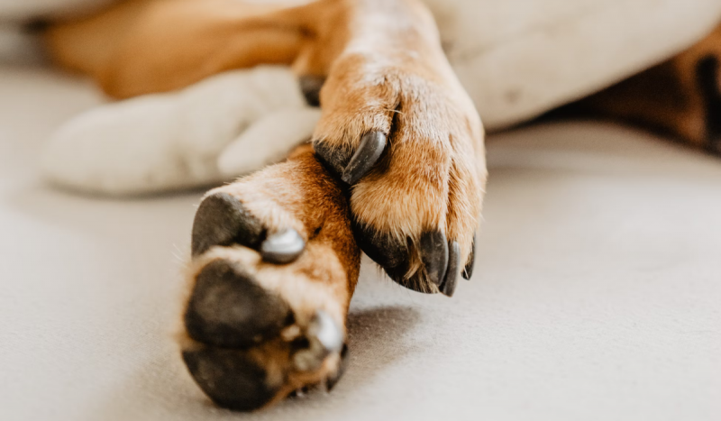 A imagem mostra as patas de um cachorro, que ilustra a matéria se o animal podem ser herdeiro 