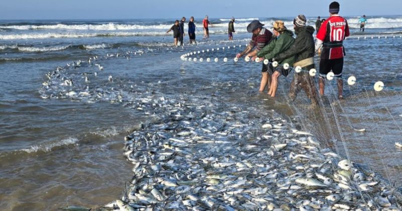 Cerco histórico de pampo deve somar mais de 10 toneladas em captura