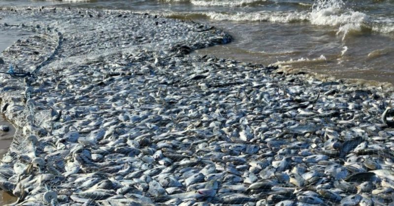 Cerco histórico de pampo deve somar mais de 10 toneladas em captura