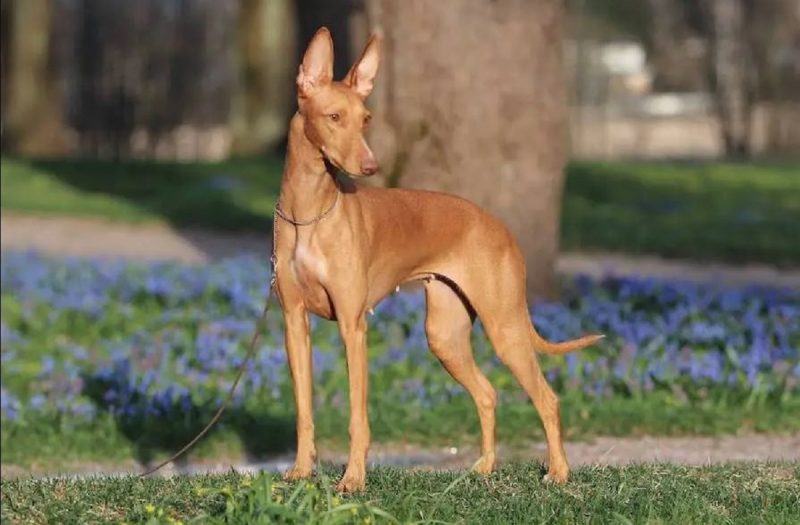 Pharaoh Hound tem um preço médio de R$ 14 mil, é um cão de porte médio