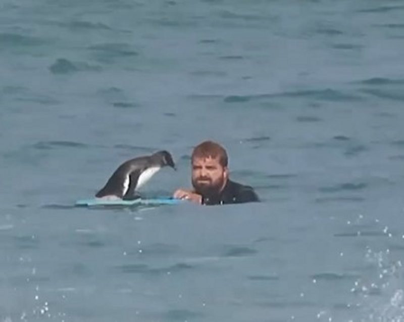 Pinguim em cima de prancha de homem