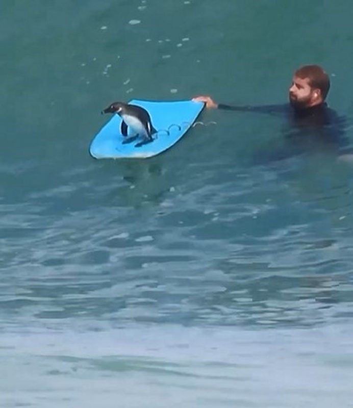 Pinguim é flagrado surfando no estilo do filme Tá dando onda