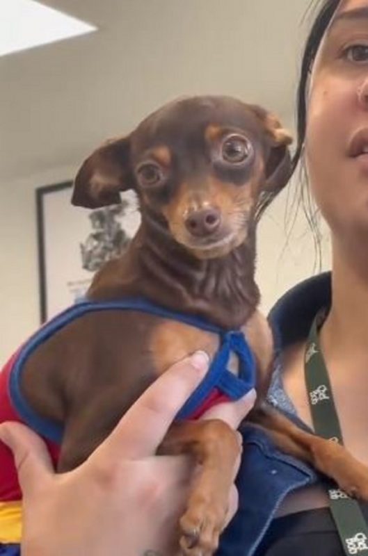 Pinscher sentimental com os olhos cheios de lágrimas 