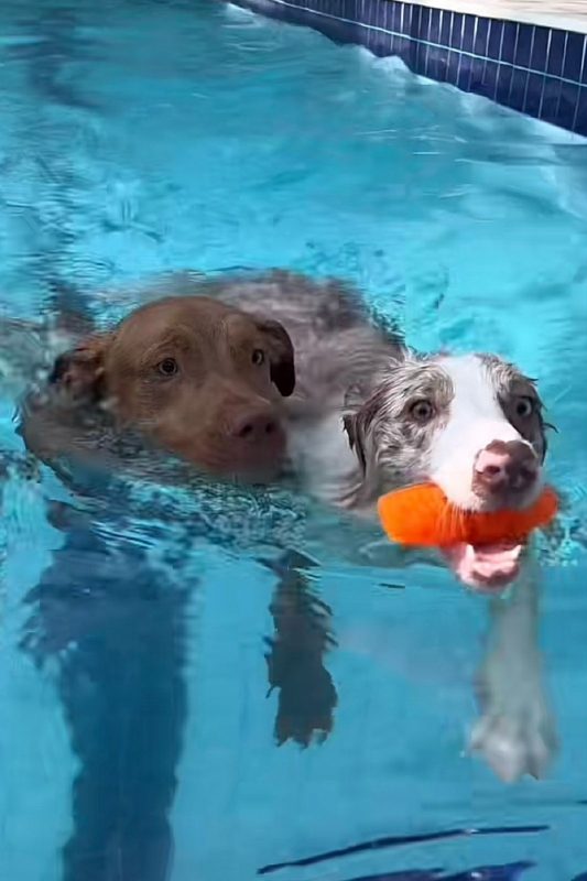 Pitbull nadador na piscina com outra cachorra 