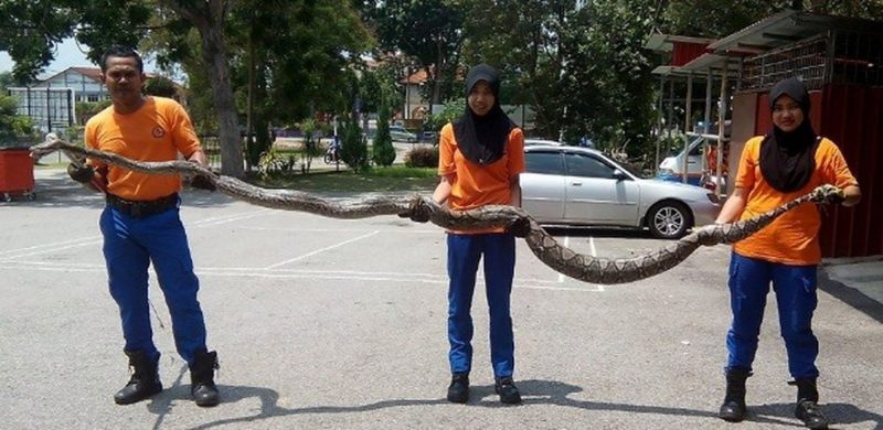 Cobra gigante foi capturada na Malásia