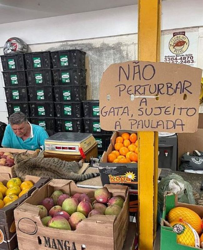 Viralizou nas redes sociais uma placa "não perturbar a gata, sujeito a paulada"