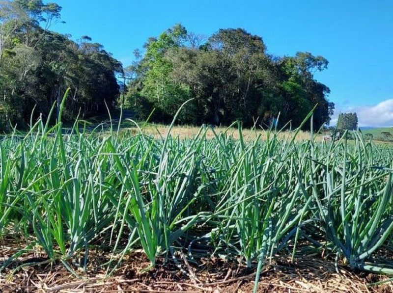 Imagem mostra plantação de hortaliças 