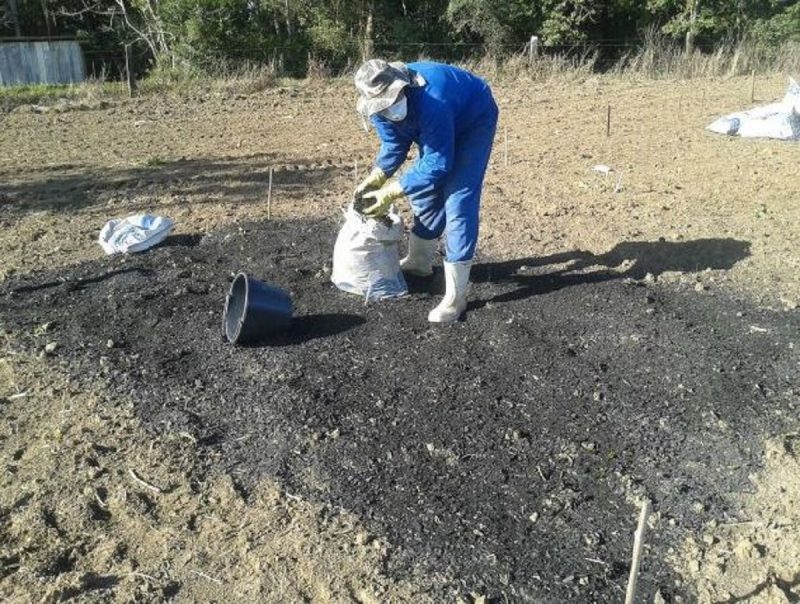 Agricultor espalhando biocarvão sobre lavoura