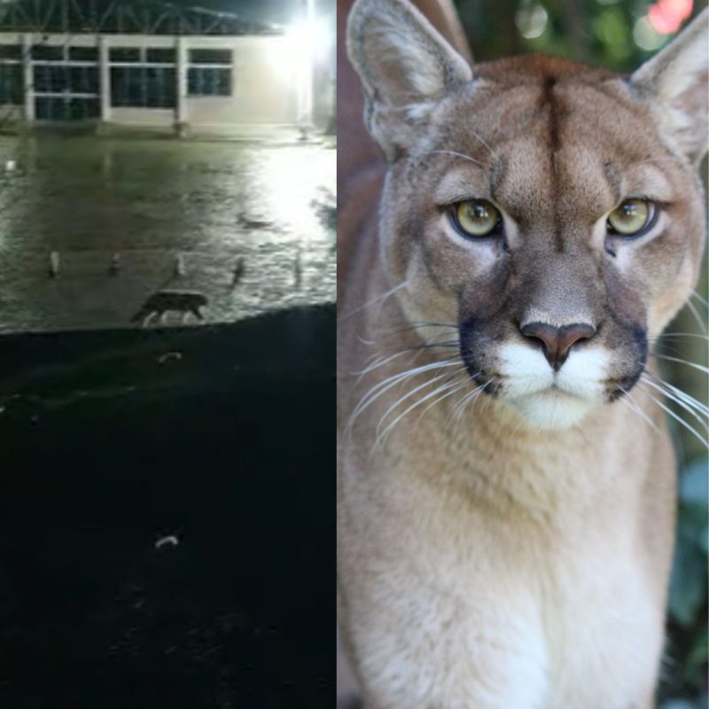 Puma apareceu em um estacionamento em Pomerode