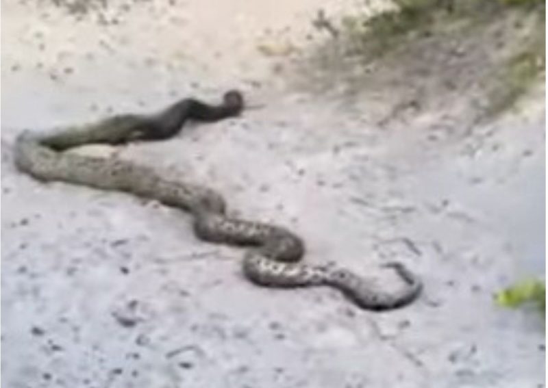Sucuri deu uma voltinha na praia