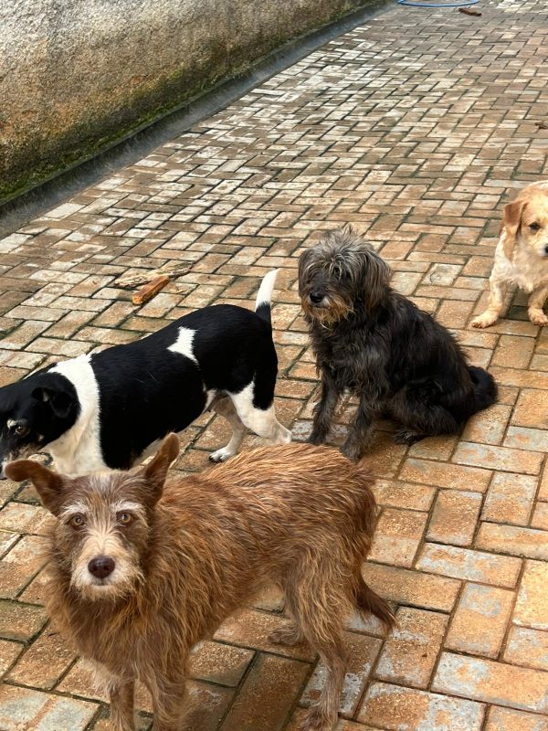 Cães em situação insalubre em casa de Indaial