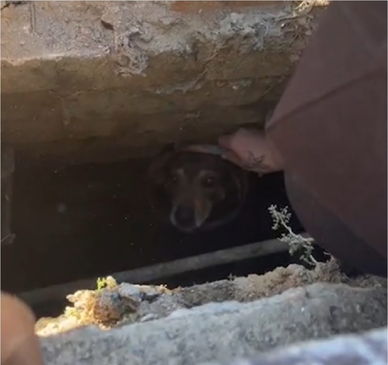 Cachorro dentro de bueiro sendo resgatado por pessoas 