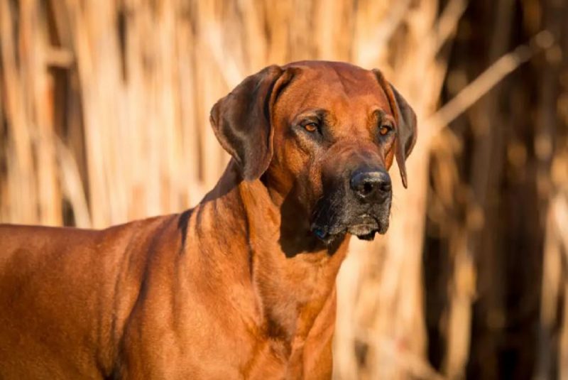 Raça Rhodesian Ridgebacké é uma das raças mais caras do mundo