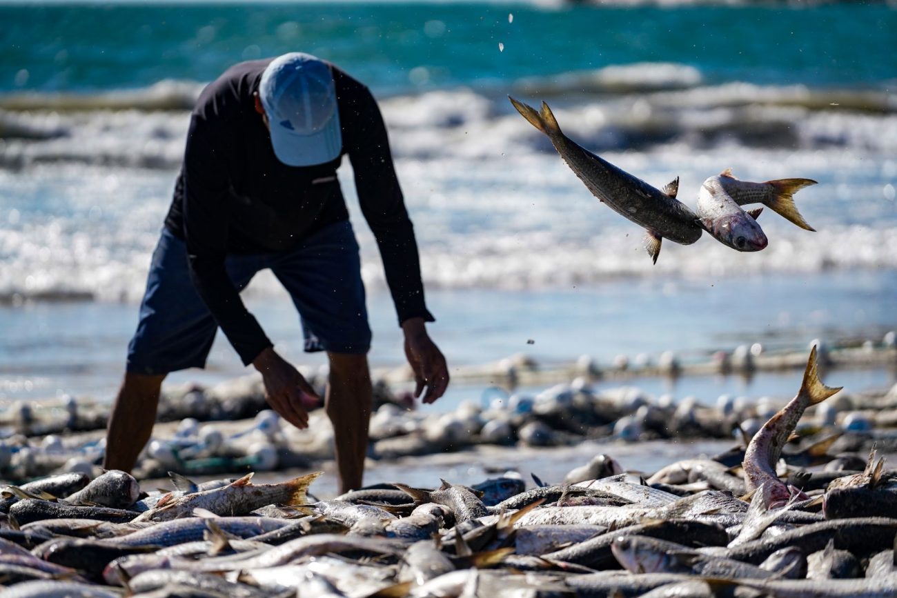 Pescador de tainha em praia de Santa Catarina Justiça mantém limite de 1,1 mil toneladas