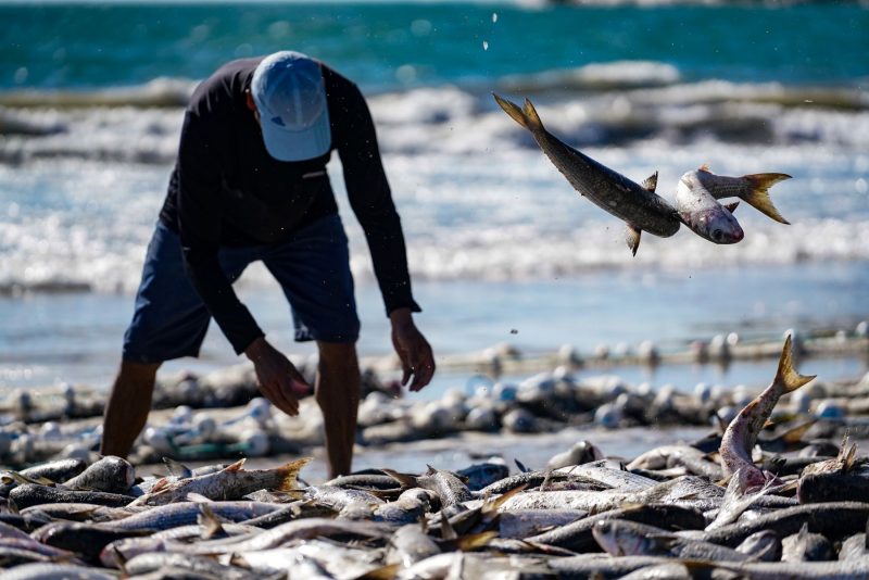 Imagem mostra pesca artesanal da tainha