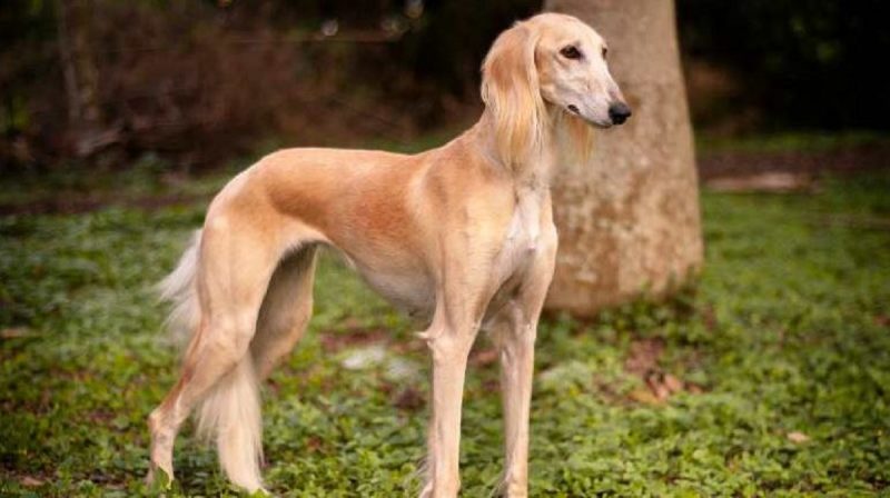 Cachorro da raça Saluki é avaliado entre R$ 8 a R$ 10 mil no Brasil