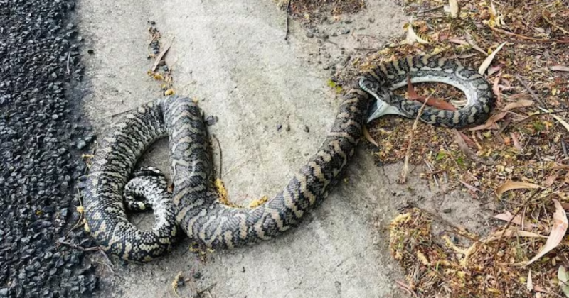 serpente se mordendo