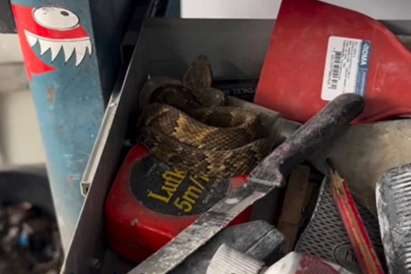 Cobra quase picou morador 