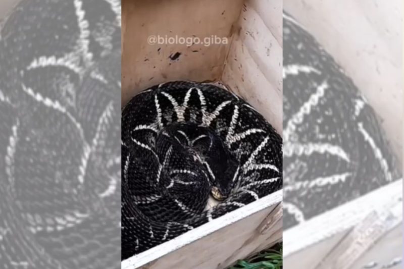 Serpente tem veneno que pode ser mortal 