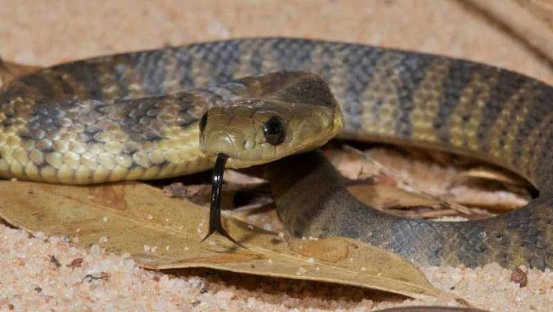 A serpente-tigre também é uma espécie encontrada na Austrália