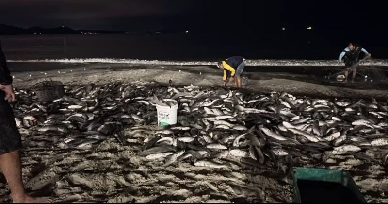 Pesca noturna da tainha em Balneário Camboriú