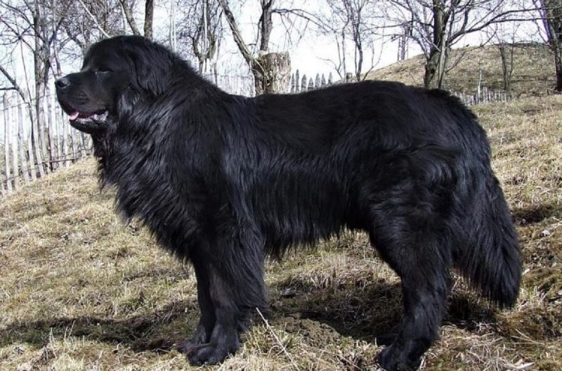 Terra Nova são gigantes gentis, valem cerca de R$ 10 mil no mercado